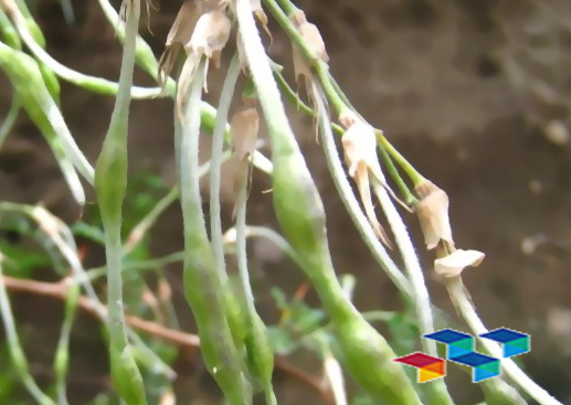 白刺花、荜茇、八仙草药材行情与药膳食谱全解析