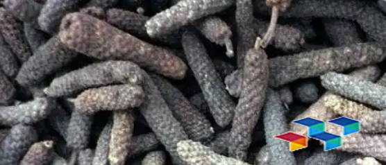 芭蕉白刺扁豆,新资讯与食谱精选