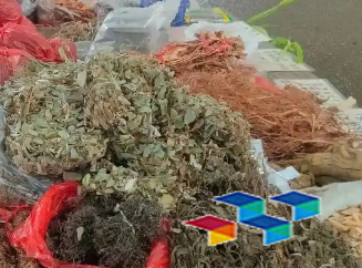 侧柏叶价格走势与老人防跌倒的陈皮故事，中药材助力增收致富