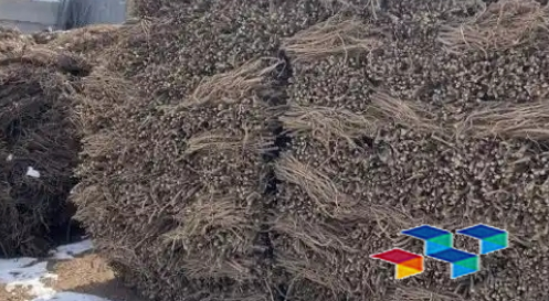 药康网,市场行情,碧桃干药膳食谱,过敏,川楝子药材简介,芭蕉花行情价格,白刺花叶药膳食谱