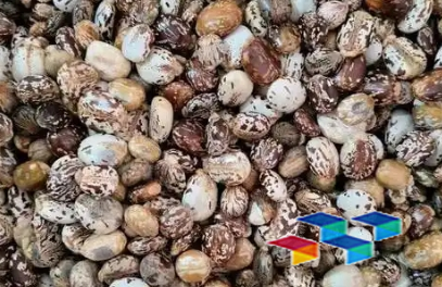 药康网,中药材概览,蝉蜕药膳食谱,重楼药材故事,白头翁食用价值,巴戟天吃法与功效,感冒防治