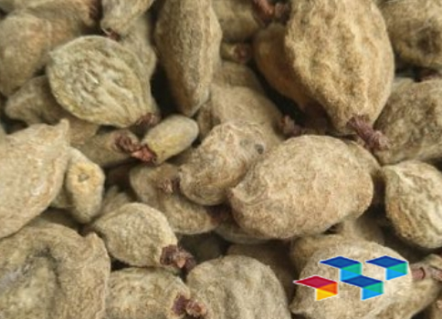 药康网,药膳食谱,芭蕉花资讯,白刺花药材行情,荜茇药膳食谱,中药材致富,白头翁药膳食谱