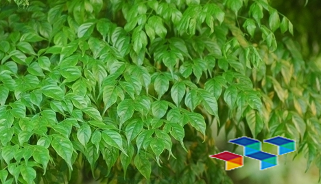 药康网,中药材概览,女性健康资讯,安国中药材市场行情,碧桃干药材简介,白刺花药材行情,穿心莲药材故事