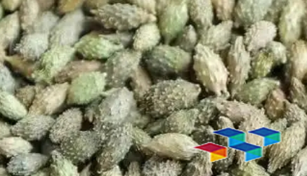 蓖麻、碧桃干药膳推荐,适合特殊人群日常保健