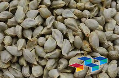 荜茇与菝葜的药膳妙用及安国市场行情